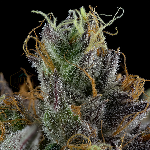 Marshmallow Sugar Cookies Lifted Cannabis Premium Cannabis Producer